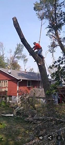Professional arborist