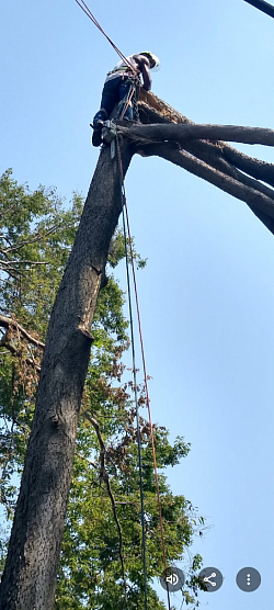 Dangerous brokes spur removal